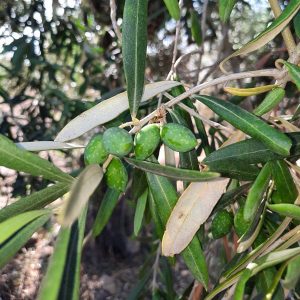 Raccolta e produzione dell’olio d’oliva_a