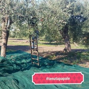 Raccolta e produzione dell’olio d’oliva_b