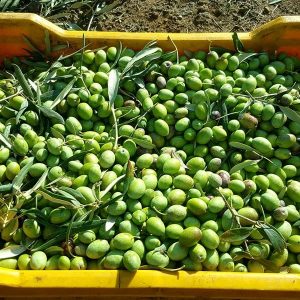 Raccolta e produzione dell’olio d’oliva_l