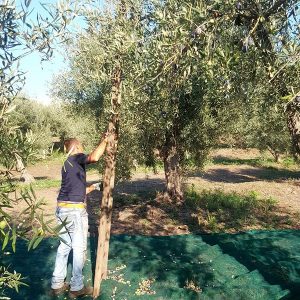 Raccolta e produzione dell’olio d’oliva_m