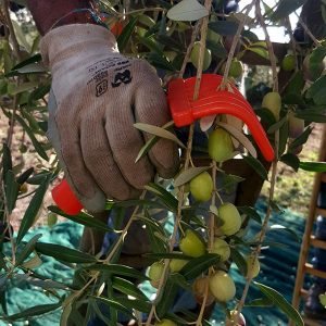 Raccolta e produzione dell’olio d’oliva_n