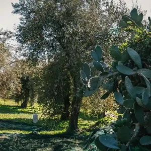 nocellara3