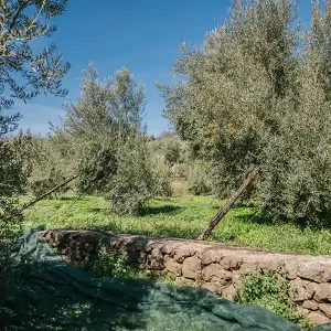 nocellara4 nocellara4