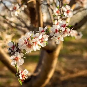 Mandorle biologiche albero