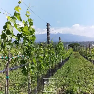tenutapaple_23_a Tenuta Papale