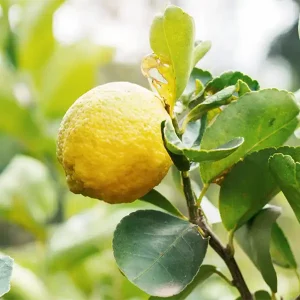 Limoncello Magiantosa_a