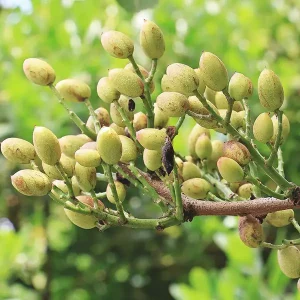 Liquore al pistacchio Magiantosa_b
