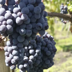 Sizilianischer Roséwein Candora_b Tenuta Papale