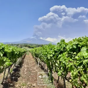 Vino_rosato_siciliano_Candora_c_Tenuta Papale