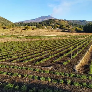 Campi con vista sull'Etna Galleria delle spezie_b