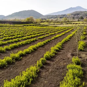 Campi vista sulle colline e sull’Etna<br/> Galleria delle spezie_a
