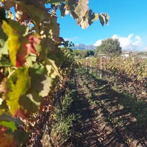 Malvasia_a