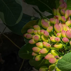 aRicchigia_e aRicchigia_e